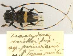 Image of Trachyderes cingulatus Klug 1825