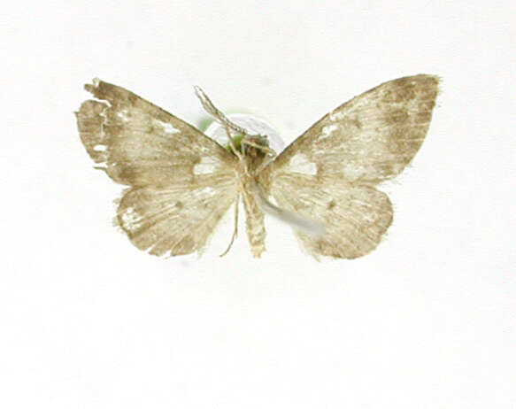 Image de Physocleora nubilata Warren 1906