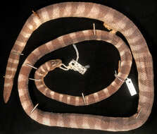 Hydrophis torquatus diadema Günther 1864的圖片