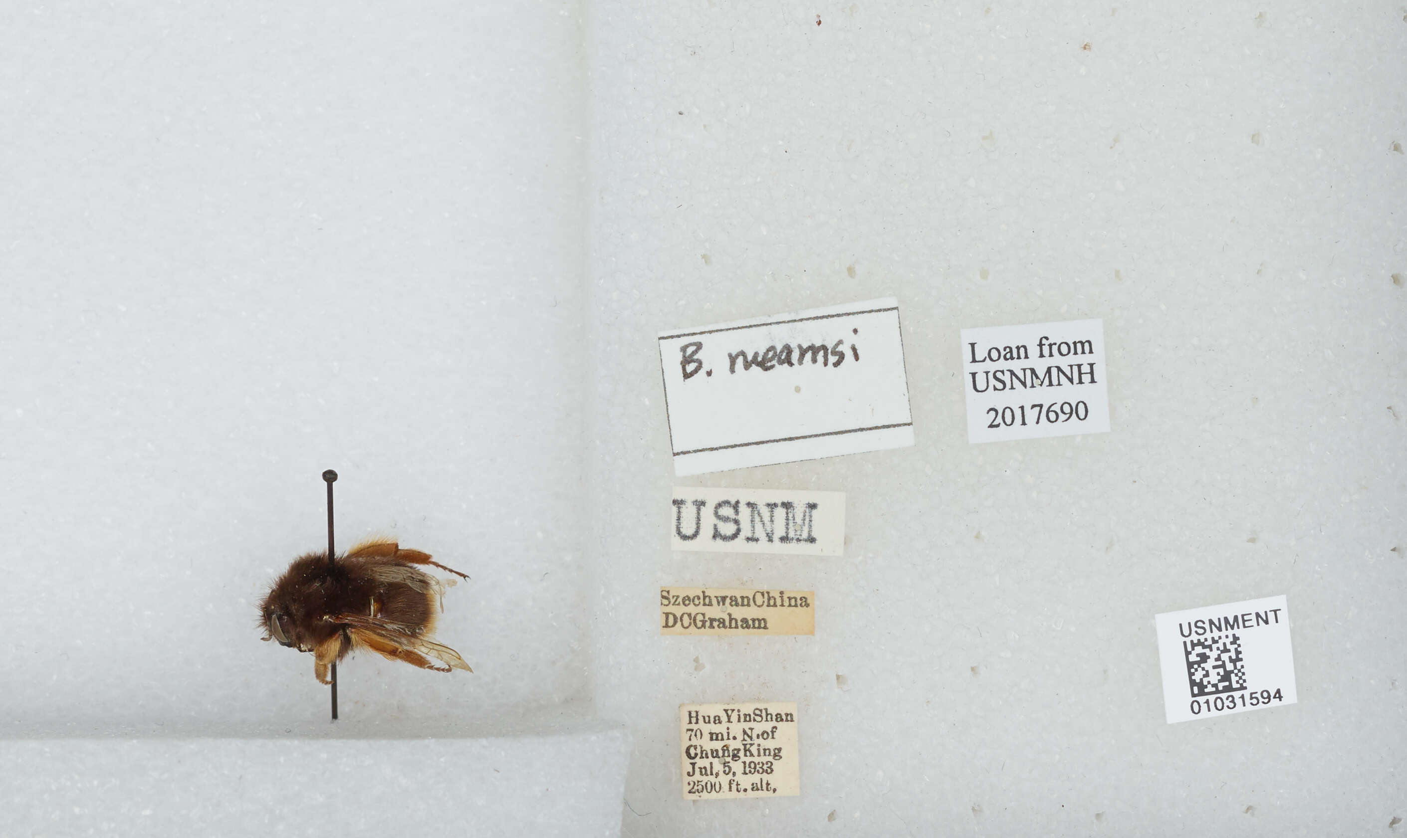 Image of Bombus flavescens Smith 1852