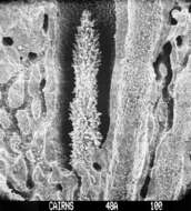 Image of Lepidopora granulosa (Cairns 1983)