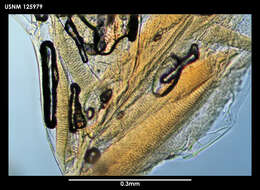 Image de Diasterope schmitti Kornicker 1975