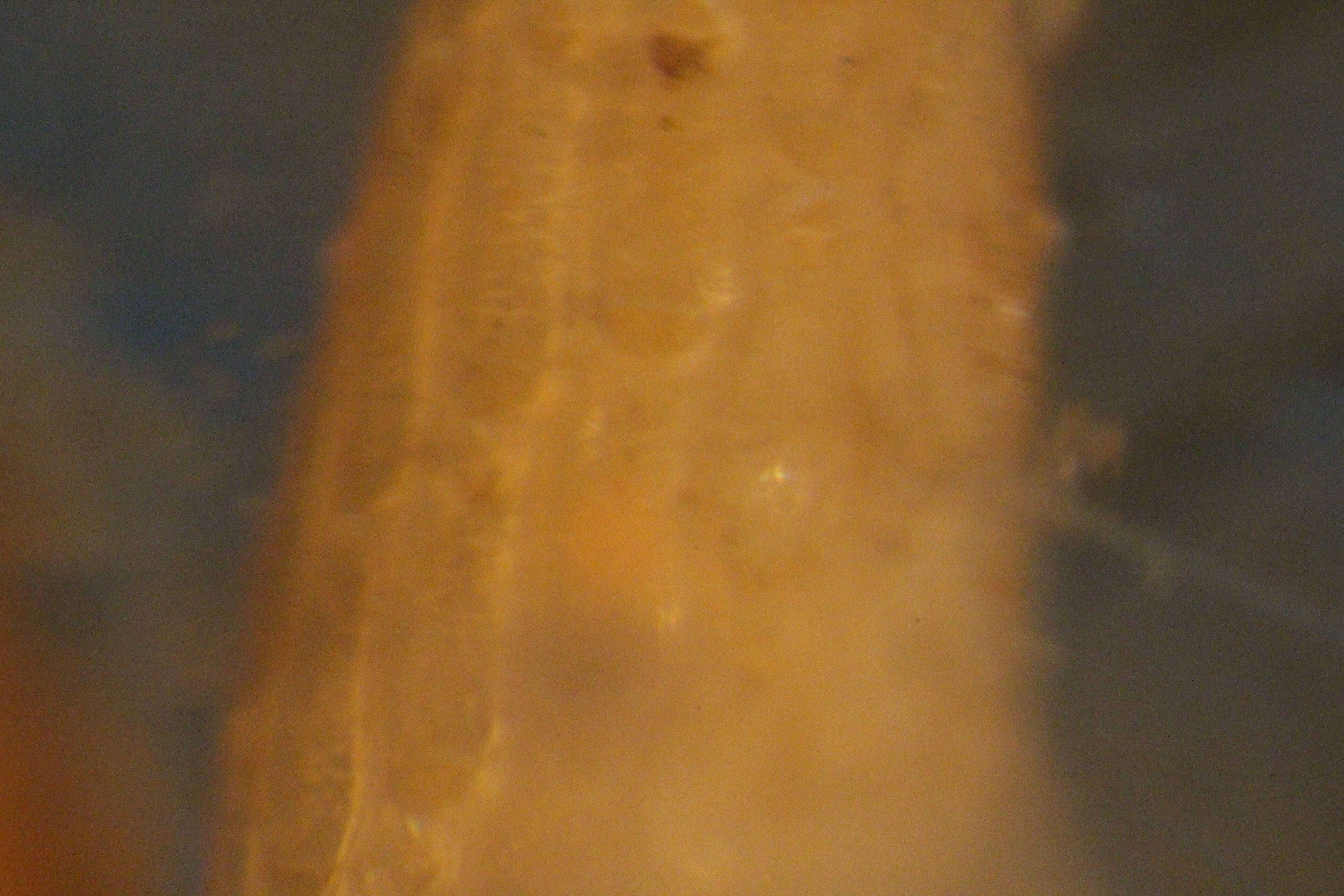 Image of Microporina articulata (Fabricius 1821)