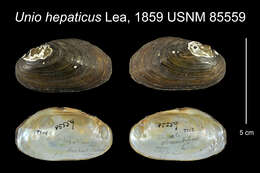 Image of Unio hepaticus I. Lea 1859