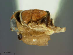 Image of Metaphycus annulipes (Ashmead 1882)