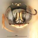 صورة Carinostigmus bucheilus Krombein 1984