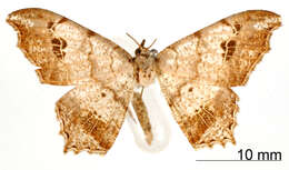 Image of Semiothisa poasaria Schaus 1911