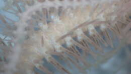 Image of Ophiacantha metallacta H. L. Clark 1915