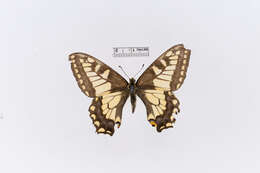 Image of Hudsonian Old World Swallowtail