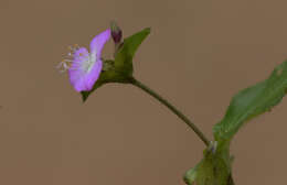 Image of Tradescantia commelinoides Schult. & Schult. fil.