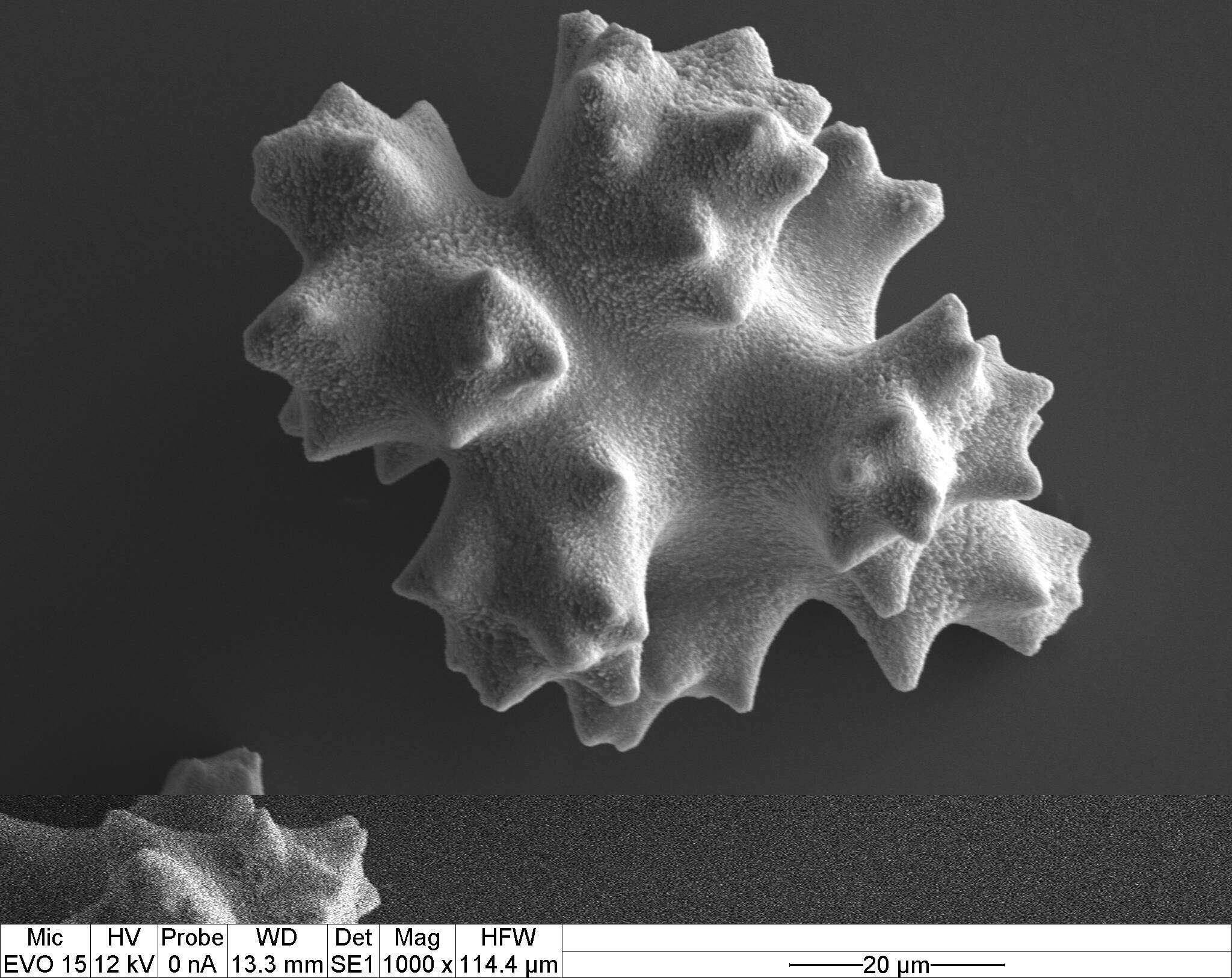 Image of Pleurocorallium porcellanum (Pasternak 1981)