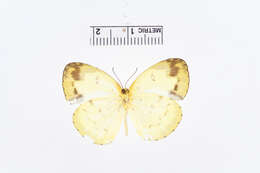 Image of Eurema andersoni (Moore 1886)