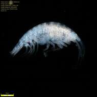 Image of Amphipoda