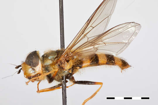 Image of Syrphidae