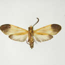 Image of Correbidia costinotata Schaus 1911