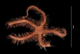 Image of Sponge brittle star