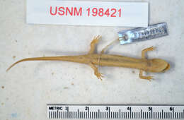 Image of Junaluska Salamander