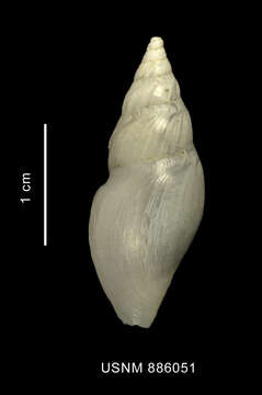Image of Typhlodaphne purissima (Strebel 1908)