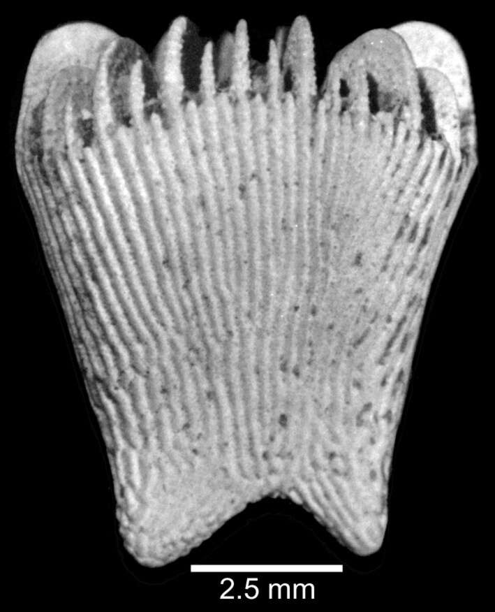 Plancia ëd Sphenotrochus wellsi Cairns 1997