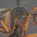 صورة Auplopus aquilus Dreisbach 1963