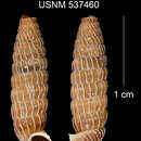 Callocoptis abraensis C. Torre & Bartsch 1972 resmi