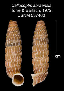 Imagem de Callocoptis abraensis C. Torre & Bartsch 1972