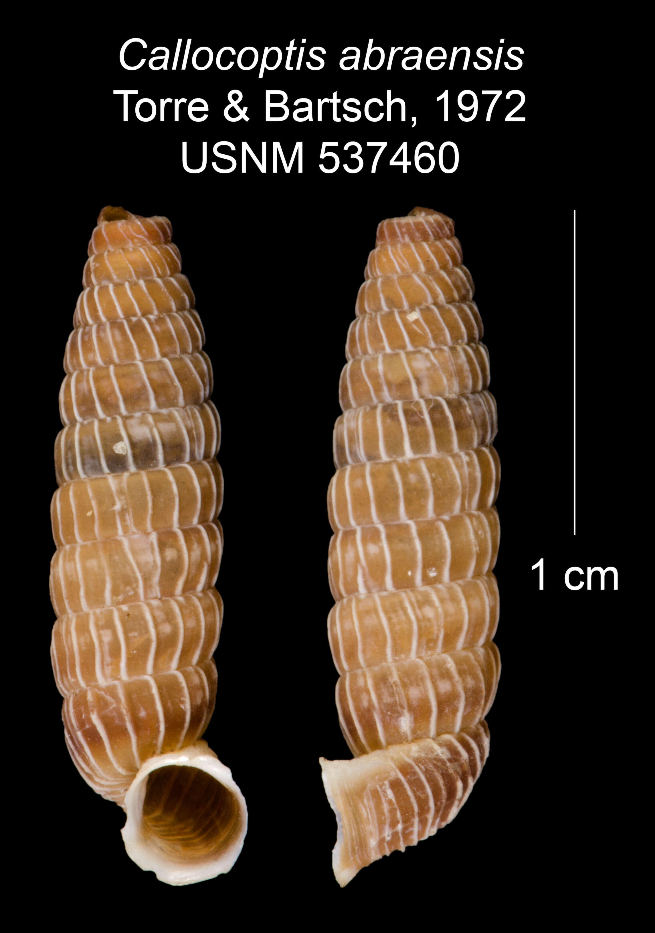 Imagem de Callocoptis abraensis C. Torre & Bartsch 1972