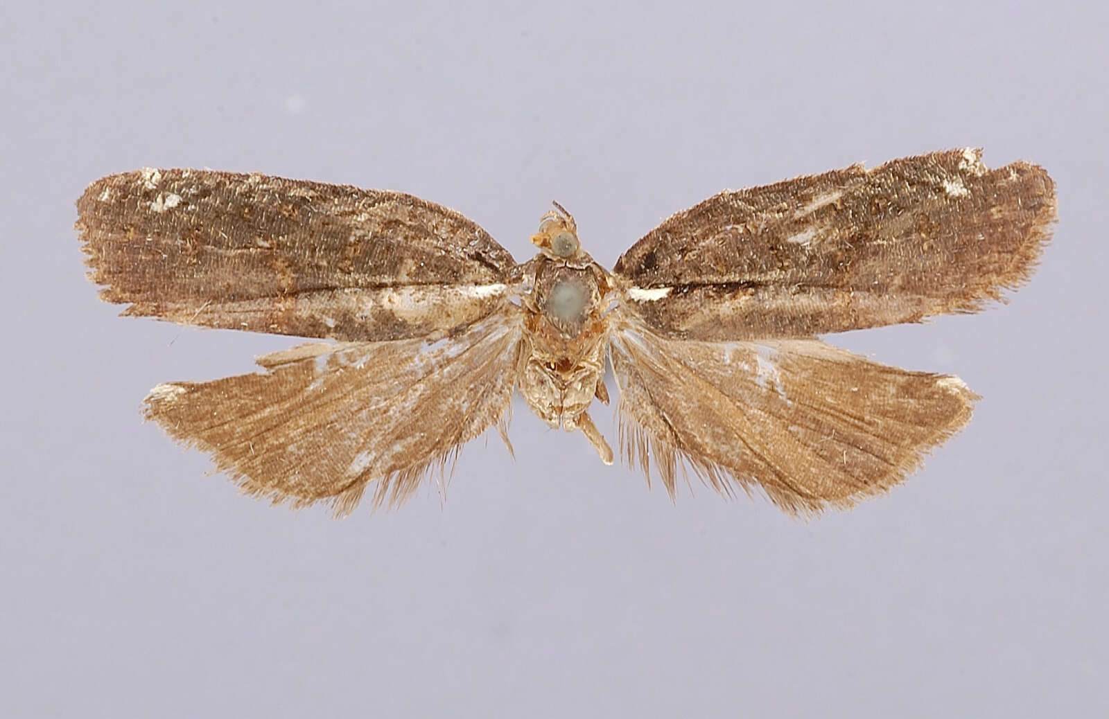 Image of Polyortha niveopunctata Dognin 1905