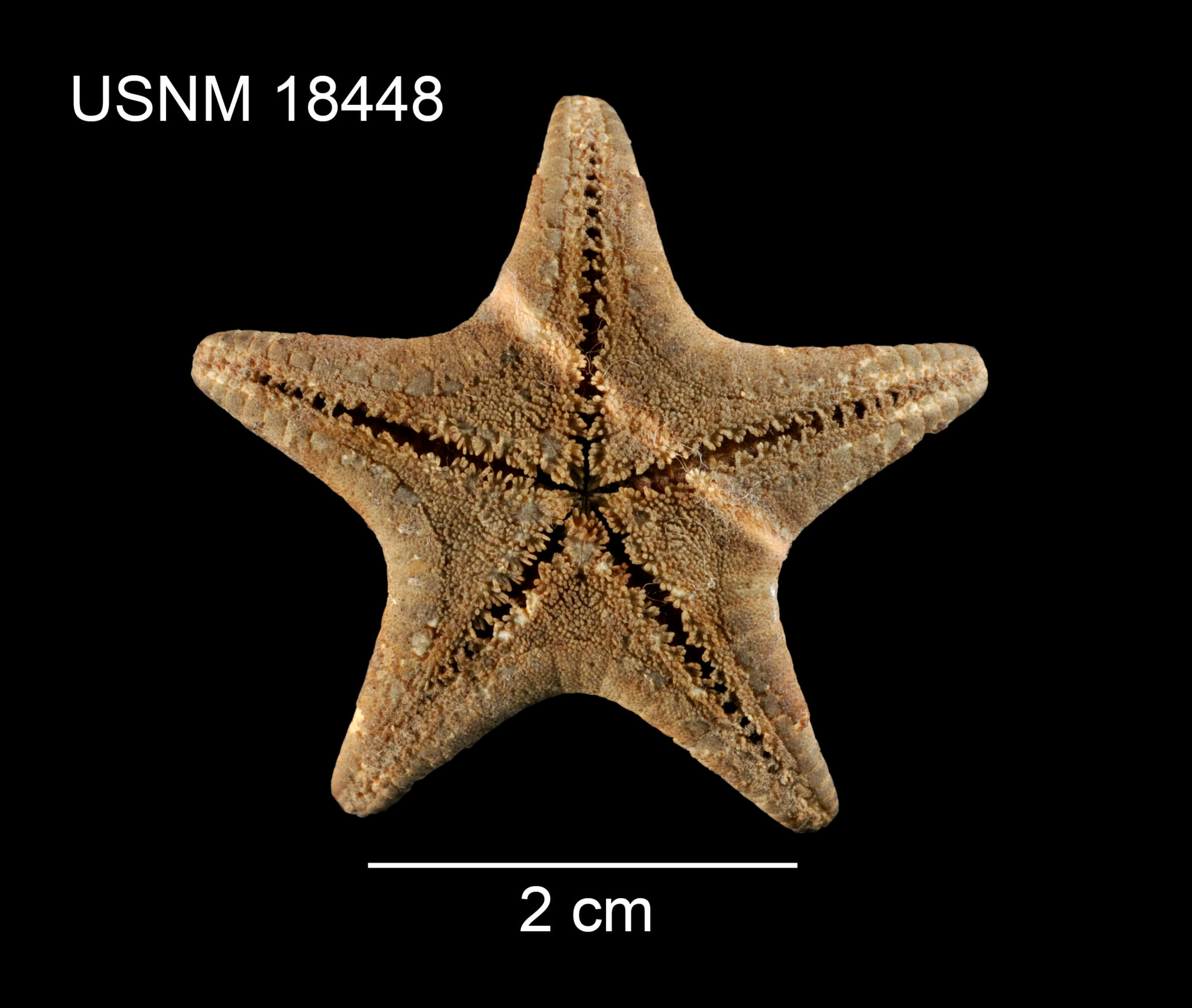 Image of Northern scarlet star