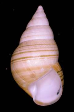 Image of <i>Liguus crenatus</i>