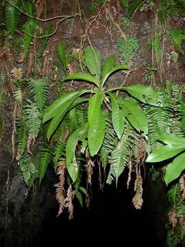 Image of valley cyrtandra