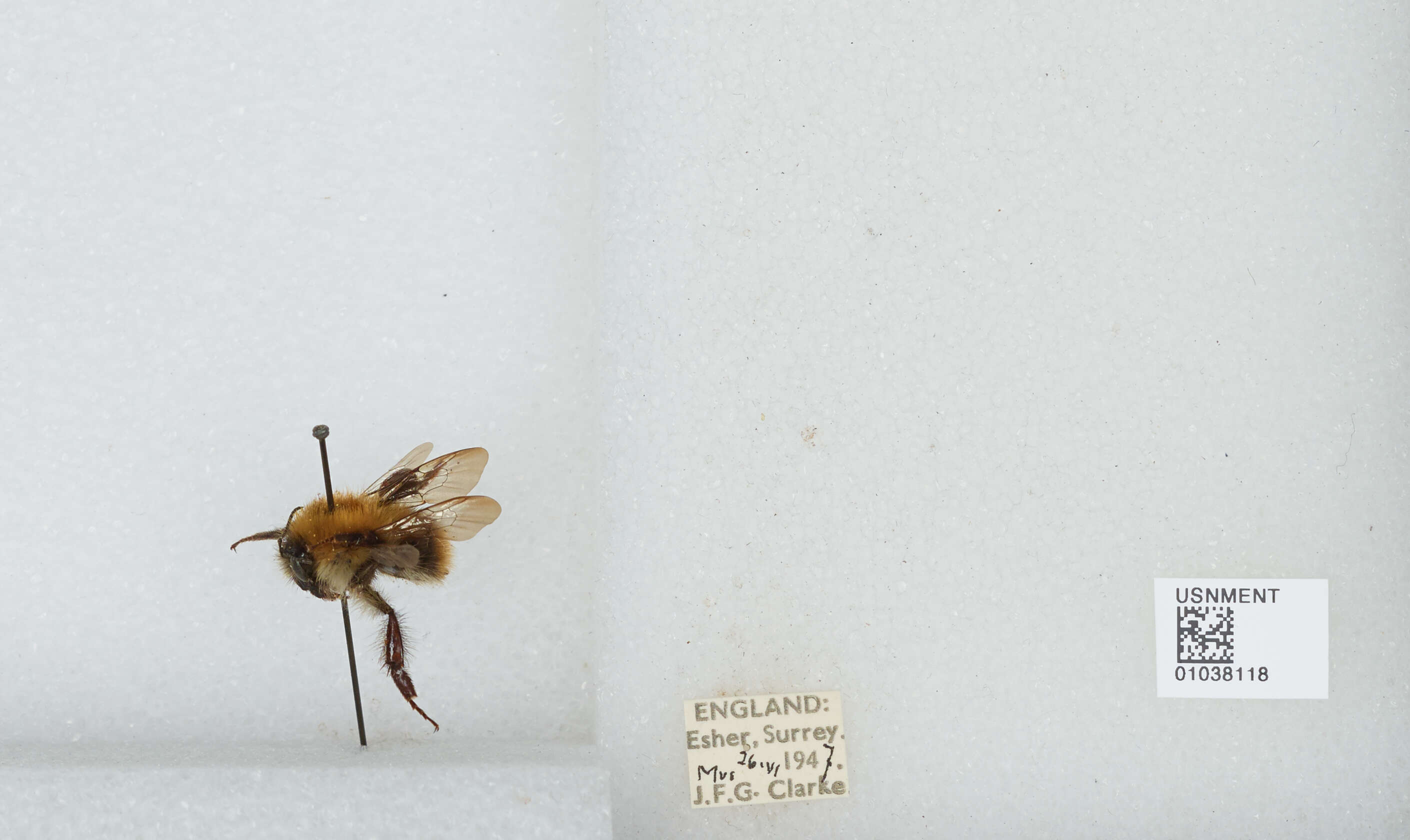 Image of Common carder bumblebee