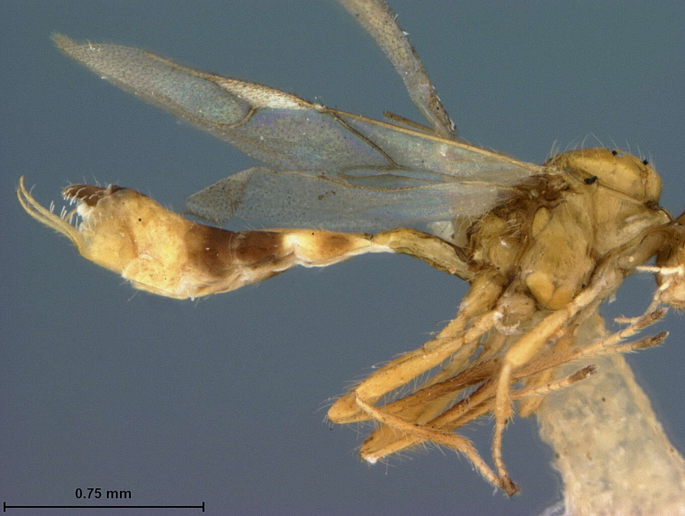 Image of Trioxys struma Gahan