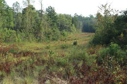 Image of pine barren gentian