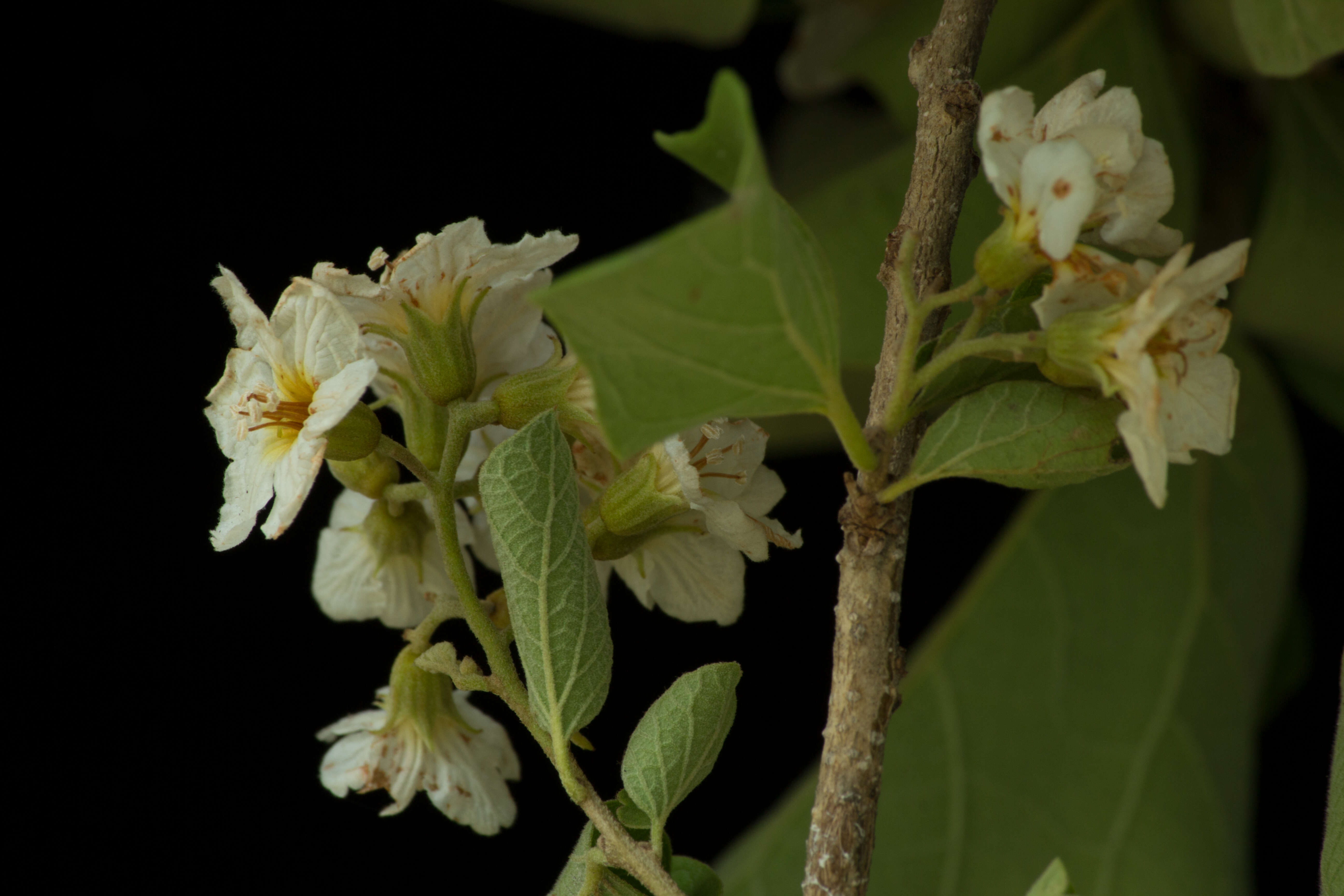 Image of Cordia seleriana Fern.