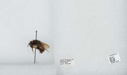 Bombus ephippiatus Say 1837 resmi