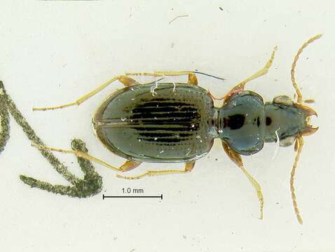 Image of Bembidion dannieae Perrault 1982