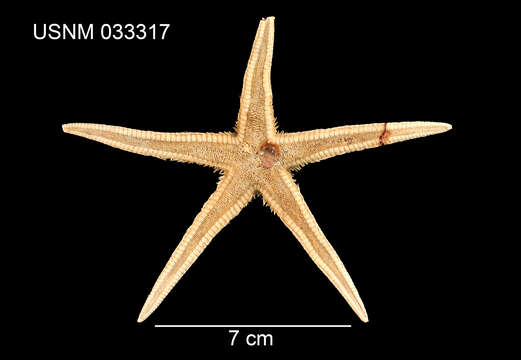 Astropecten americanus (Verrill 1880)的圖片