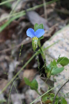 Image of whitemouth dayflower