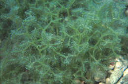 Image of Codium edule