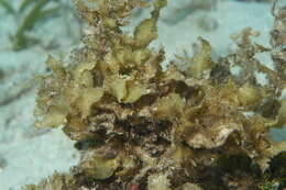 Слика од Sargassum C. Agardh 1820