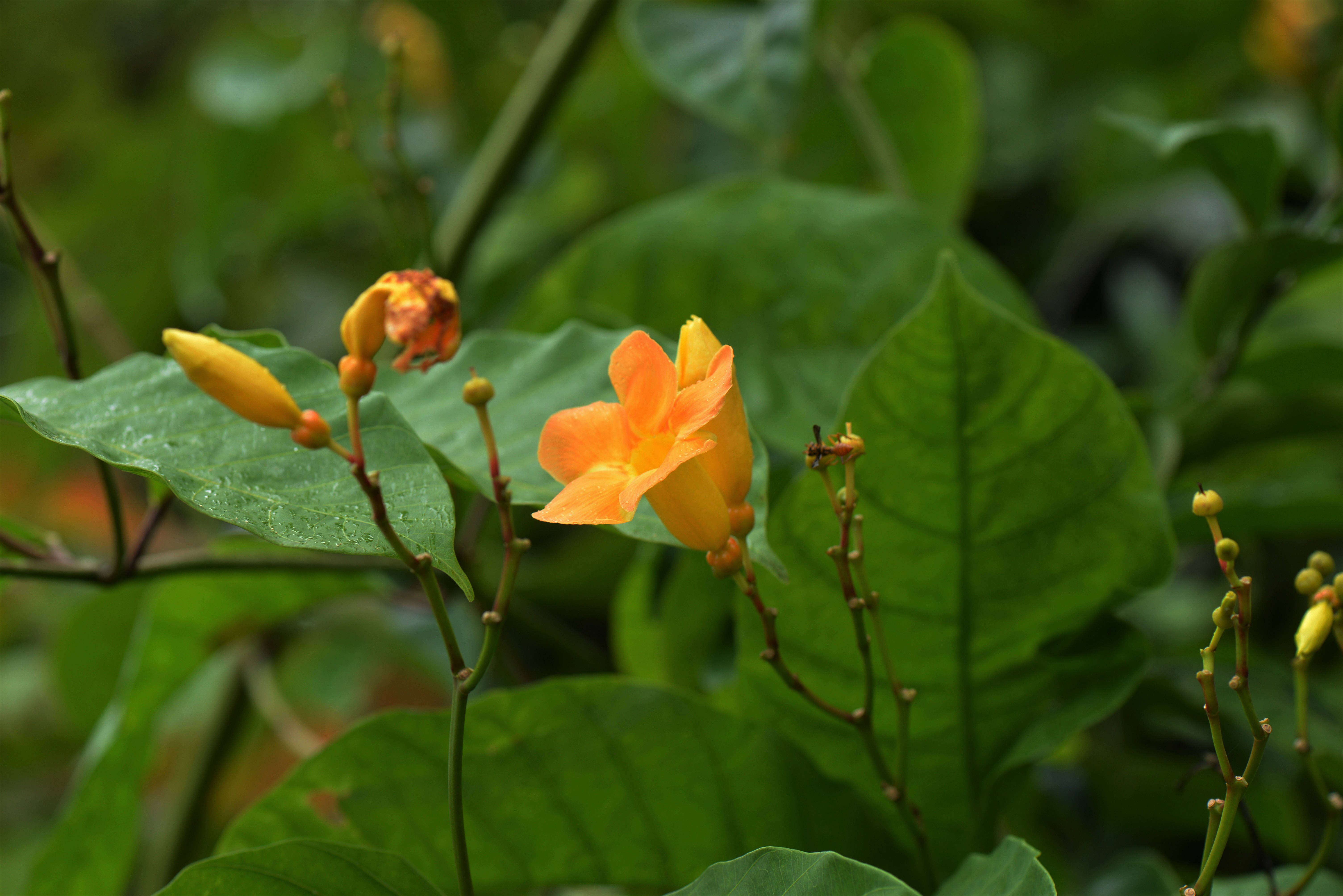 Image of Apocynaceae