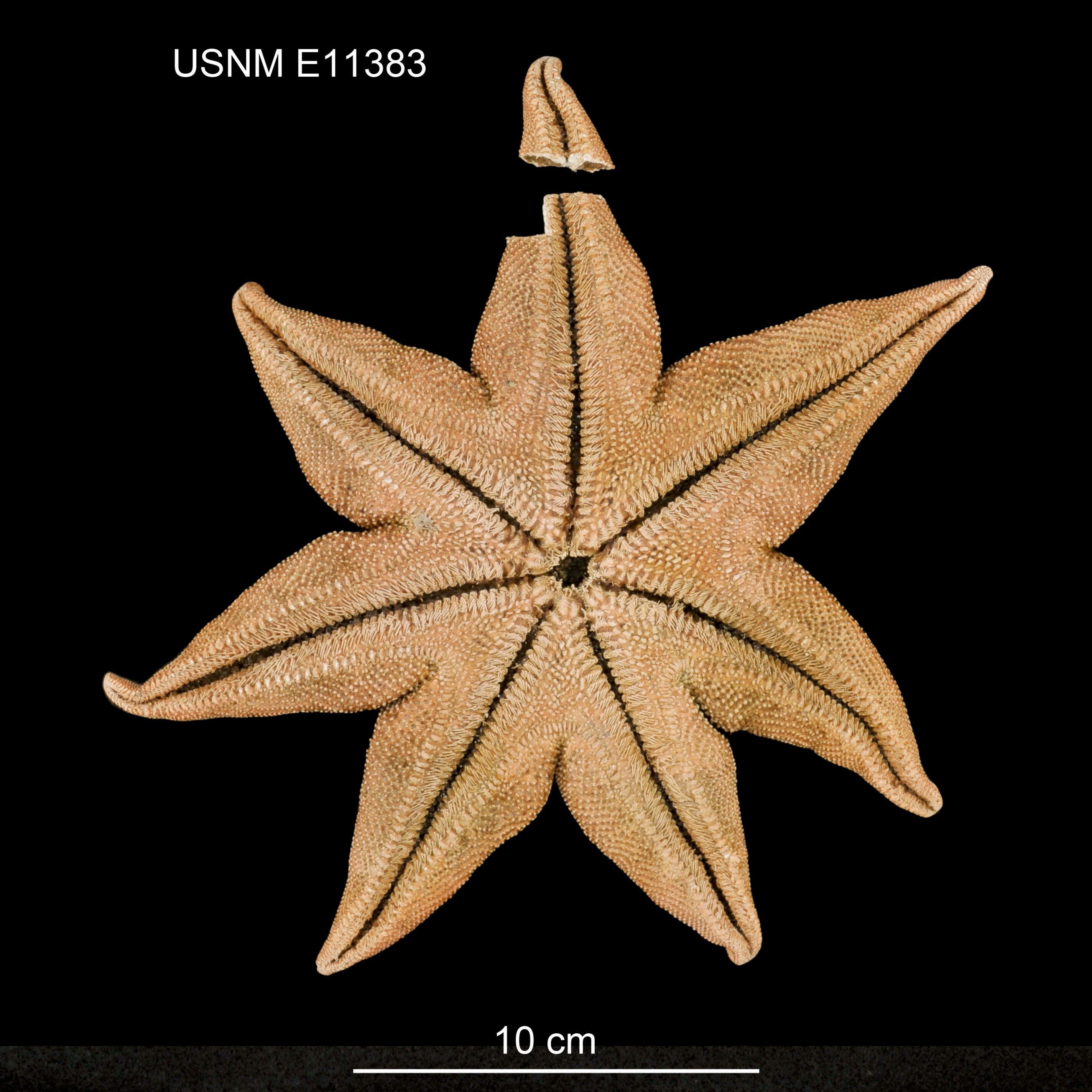 Image of Solaster notophrynus Downey 1971