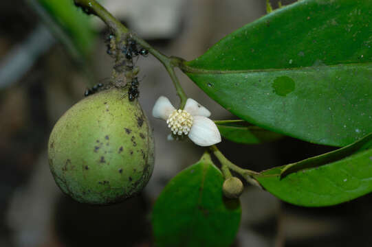 Image of Trigynaea duckei (R. E. Fr.) R. E. Fr.