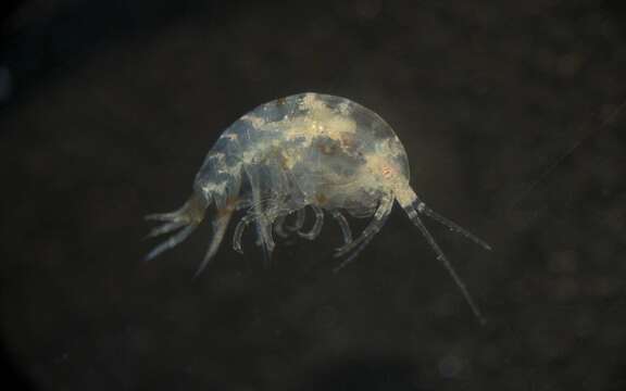 Image of Amphipoda