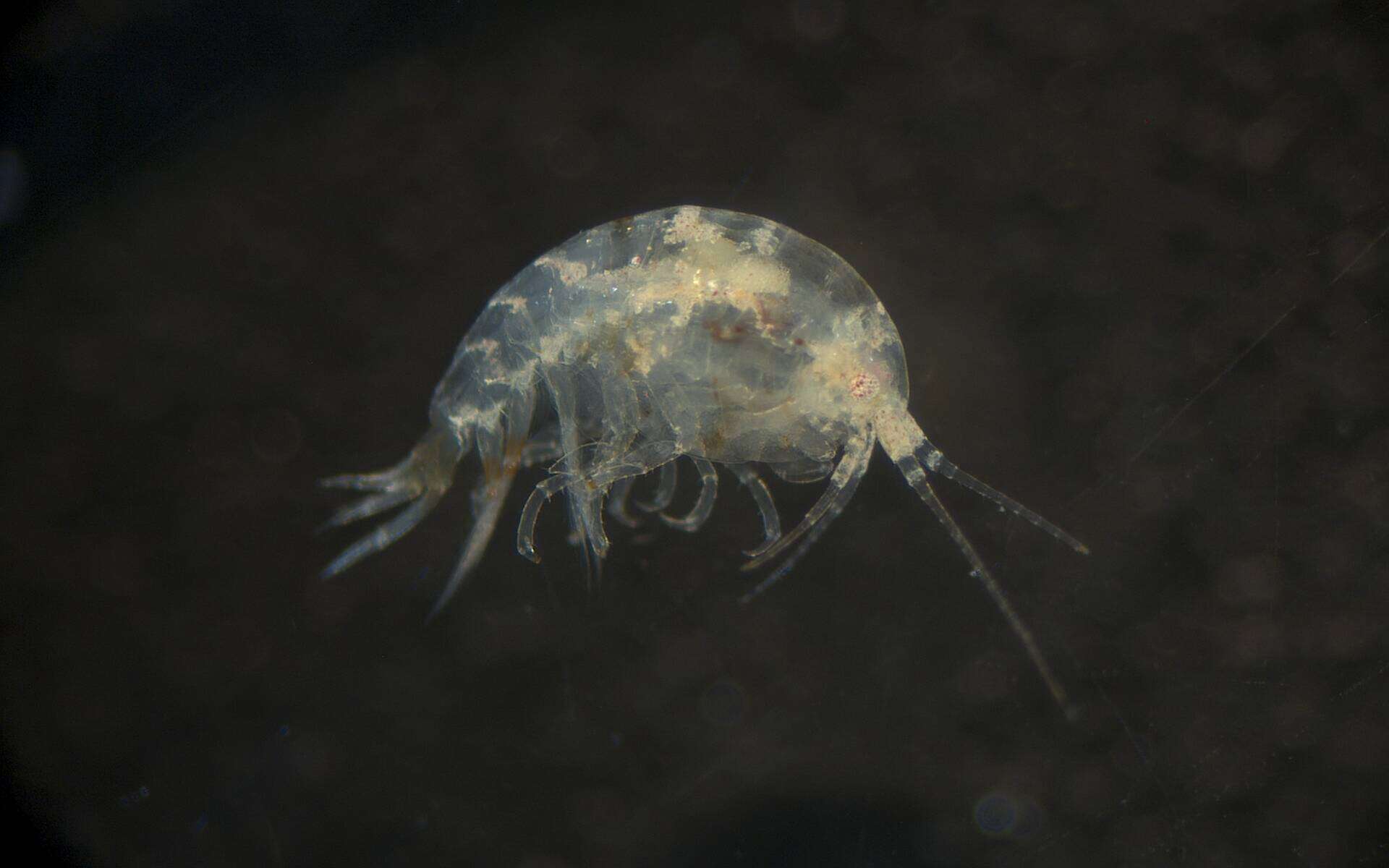 Image of Amphipoda