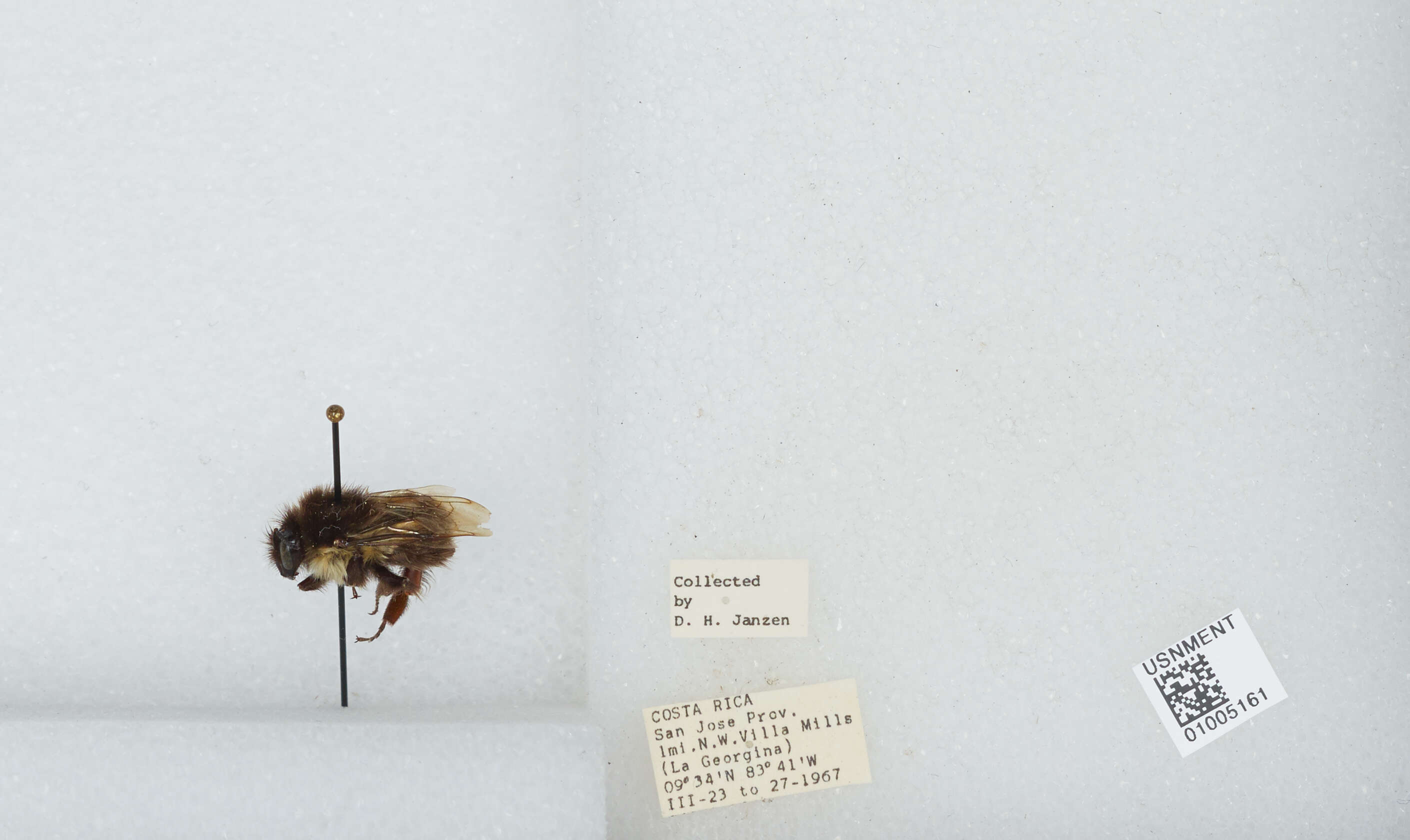 Bombus ephippiatus Say 1837 resmi