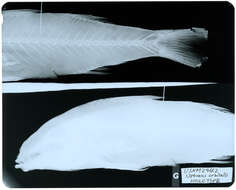 Image of Upeneus preorbitalis