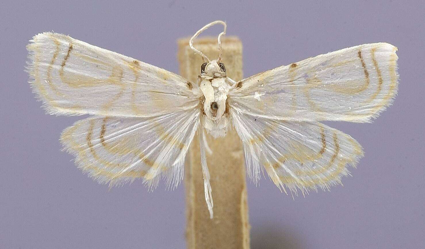 Image of Oligostigma purifactalis Dyar 1914