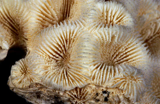 Image of larger star coral
